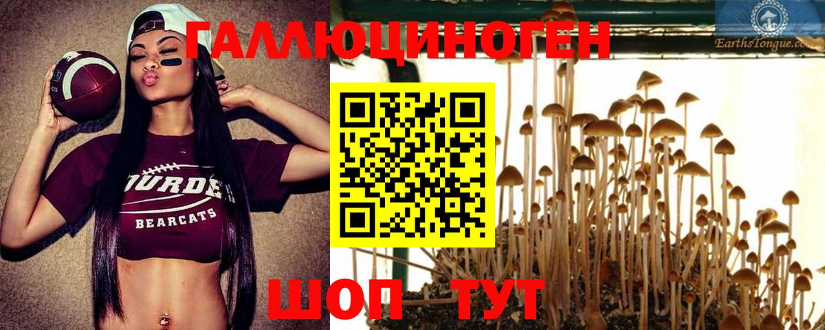Псилоцибиновые грибы Psilocybe Нарьян-Мар